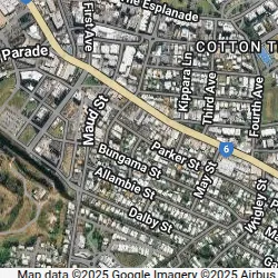 Cotton Tree